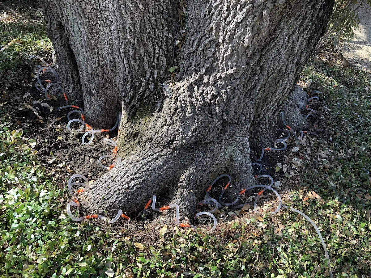 Detailed Tree Cabling and Bracing job site in Dalton
